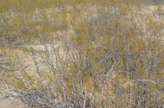 Larrea tridentata