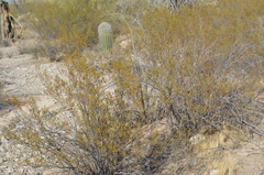 Larrea tridentata