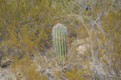 Carnegiea gigantea