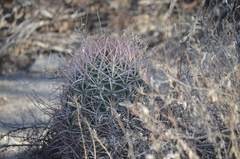 Ferocactus cylindraceus