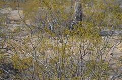 Larrea tridentata