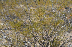 Larrea tridentata