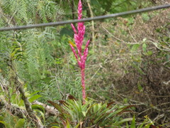 Tillandsia lucida