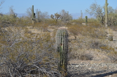 Carnegiea gigantea