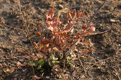 Rhus standleyi