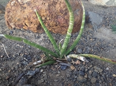 Sansevieria cylindrica
