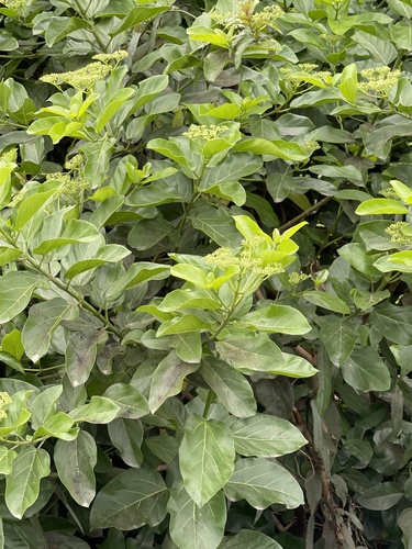 Premna serratifolia iNat (1)
