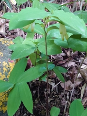 Polygonatum lasianthum