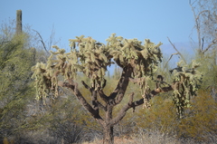 Cylindropuntia