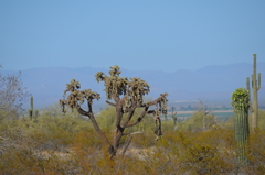 Cylindropuntia