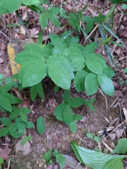 Polygonatum lasianthum