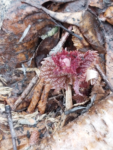 Urtica platyphylla iNat (3)