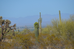 Carnegiea gigantea