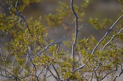 Larrea tridentata