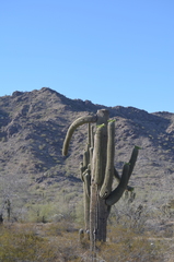 Carnegiea gigantea