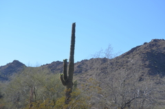 Carnegiea gigantea