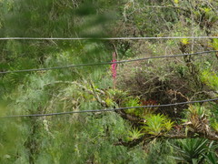 Tillandsia lucida