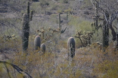 Carnegiea gigantea