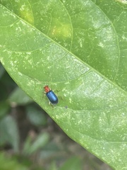 Trichobalya bowringii