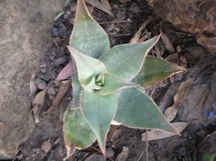 Aloe × schimperi