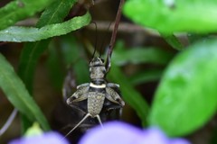 Teleogryllus mitratus