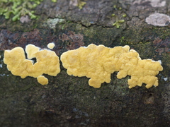 Trichoderma victoriense