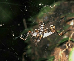 Duolandrevus coulonianus