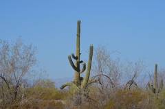 Carnegiea gigantea