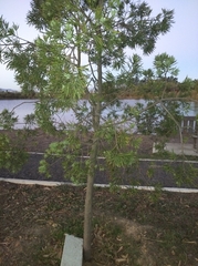 Afrocarpus falcatus