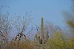 Carnegiea gigantea