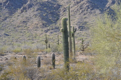 Carnegiea gigantea