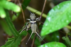 Teleogryllus mitratus