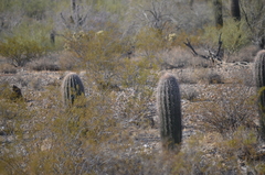 Carnegiea gigantea
