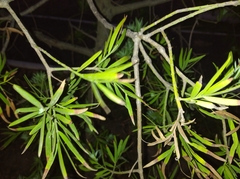 Afrocarpus falcatus