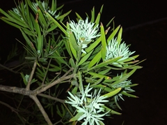Afrocarpus falcatus