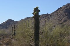 Carnegiea gigantea