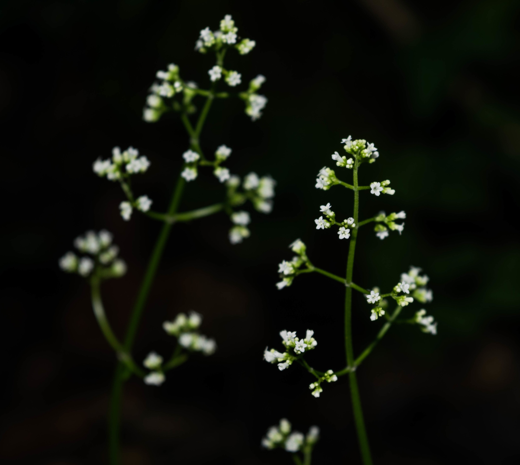 Valeriana sorbifolia