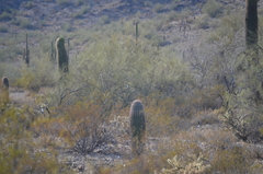 Carnegiea gigantea