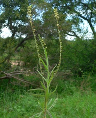 Heliotropium zeylanicum