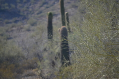 Carnegiea gigantea