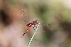 Tramea abdominalis