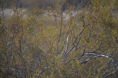 Larrea tridentata
