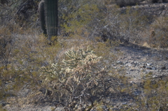 Cylindropuntia