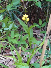 Cephalanthera falcata