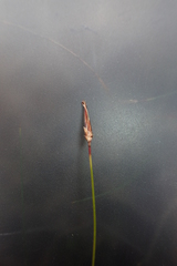 Schoenus lepidosperma lepidosperma