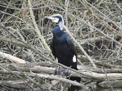 Phalacrocorax carbo