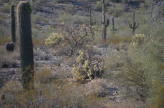 Carnegiea gigantea