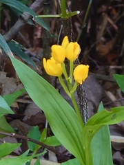 Cephalanthera falcata