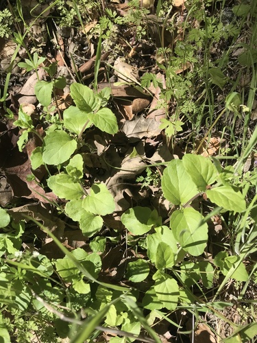 iNaturalist observation photo of yerba buena