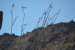 Fouquieria splendens